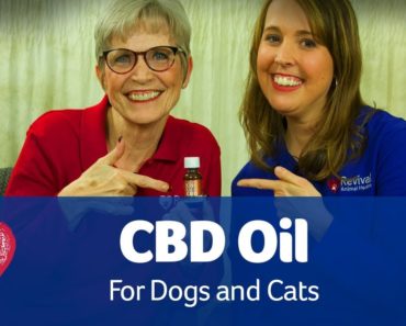 CBD Oil for Pets: Pet Care Pro Show