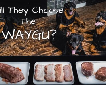 Rottweiler Dogs Eat WAYGU the Most Expensive Steak in the