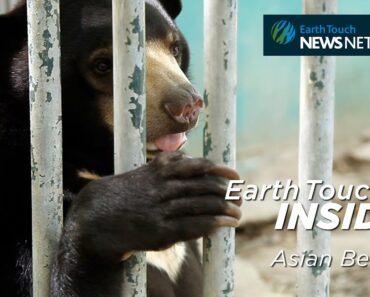 The Plight of Asian Bears Part 1: The Pet Trade